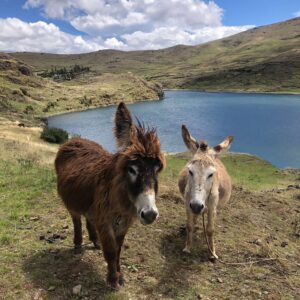 Esel Tierseelenbotschaft