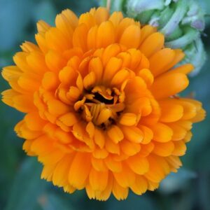 Vorbereitung von Operationen bei Tier und Mensch und optimaler Umgang damit gemäß der göttlichen Ordnung